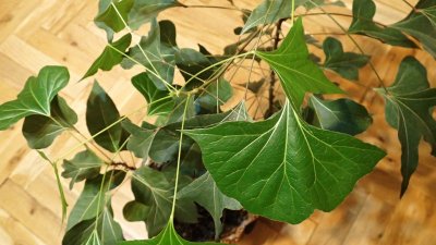 Brachychiton populneus - brachychiton topolový - dvouletý semenáček